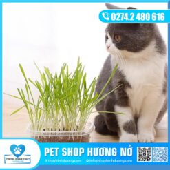 Cỏ mèo tươi