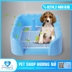 Khay vệ sinh có thành (chó cái)